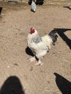 Roosters  photo 4