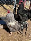 Roosters  photo 5