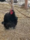 Roosters  photo 6