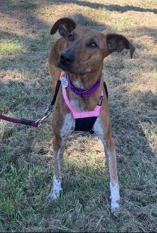 Pepita, an adopted Greyhound Mix in Friday Harbor, WA_image-1