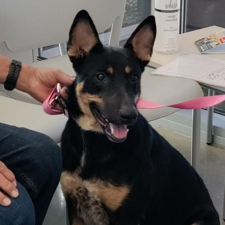 Blue heeler mixed 2024 with german shepherd