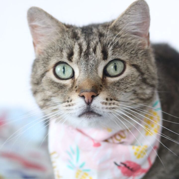 Addy, an adoptable Tabby & Domestic Short Hair Mix in Lansing, MI_image-1