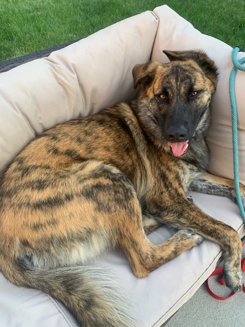 Hazel, an adoptable German Shepherd Dog in Van Horne, IA, 52346 | Photo Image 3