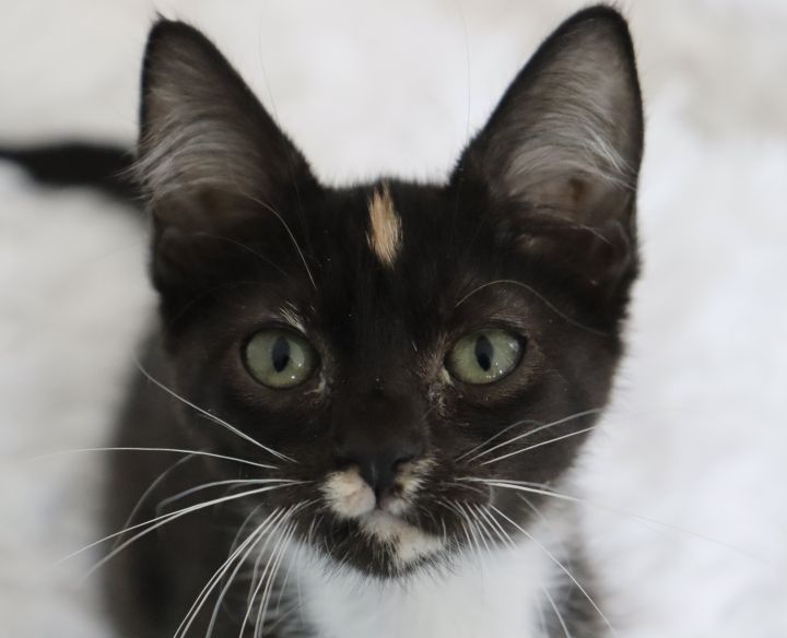 Stunning Sylvia, an adopted Calico & Domestic Short Hair Mix in Saint Augustine, FL_image-5