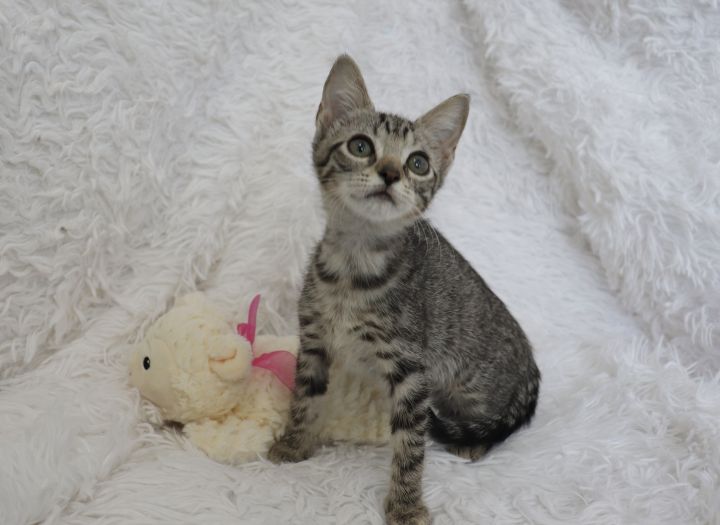 Irresistible Iris, an adopted Abyssinian & Domestic Short Hair Mix in Saint Augustine, FL_image-1