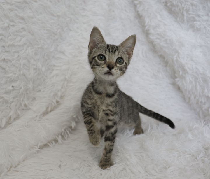 Irresistible Iris, an adopted Abyssinian & Domestic Short Hair Mix in Saint Augustine, FL_image-6