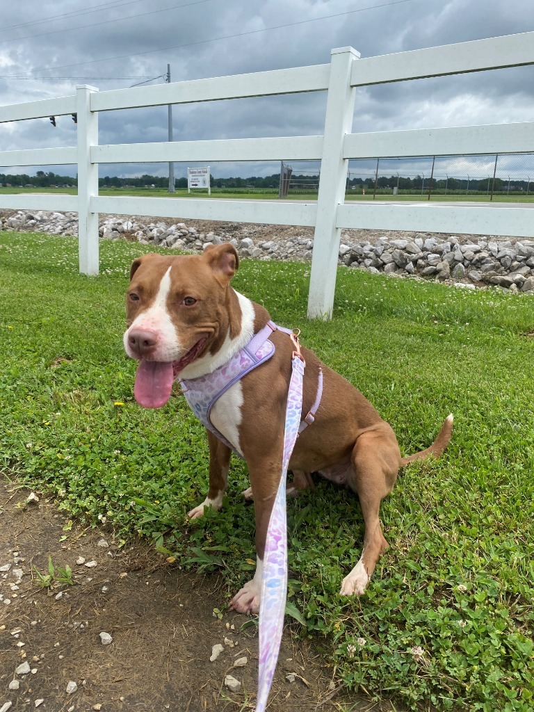 Shiva, an adoptable Pit Bull Terrier in Henderson, KY, 42420 | Photo Image 1