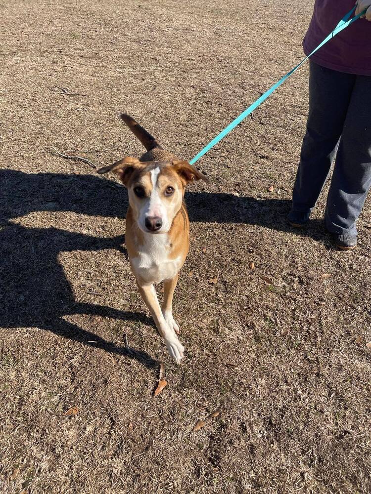 Violet, an adoptable Shepherd in Troy, AL, 36081 | Photo Image 1