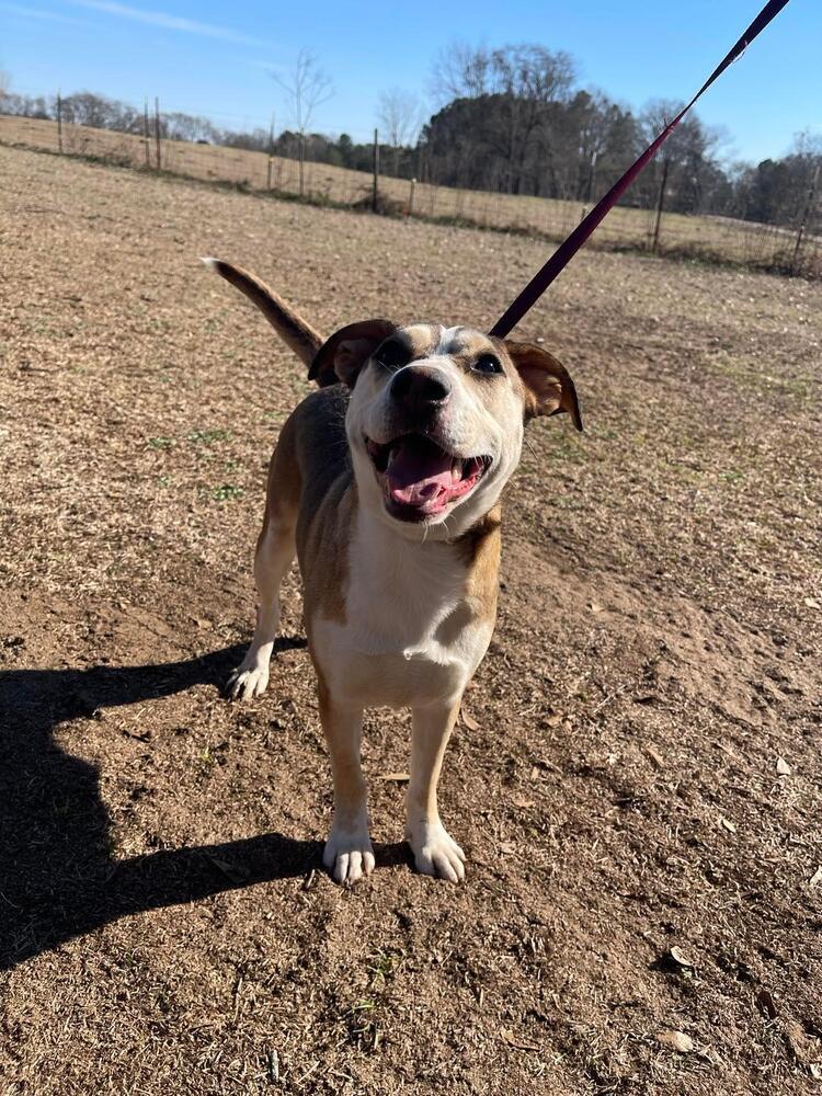 Indigo, an adoptable Shepherd in Troy, AL, 36081 | Photo Image 1