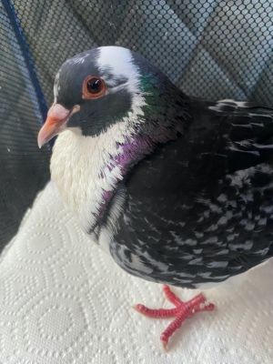 Kuro is a big strong handsome King pigeon who was lucky to be fished out of a 