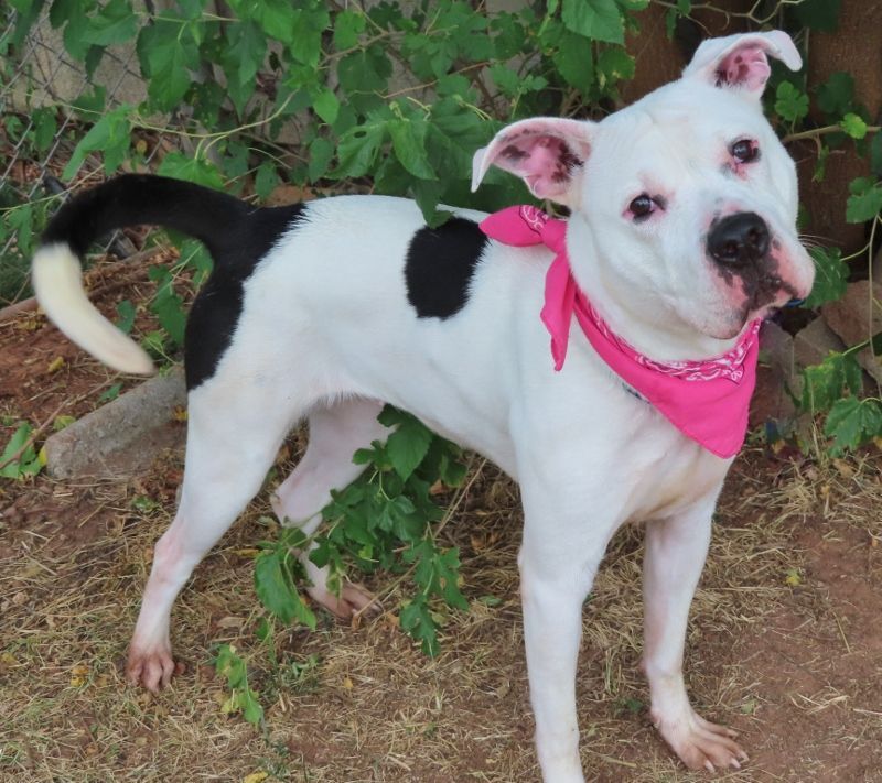 HAVANAH 388497, an adoptable American Bulldog in Oklahoma City, OK, 73129 | Photo Image 1