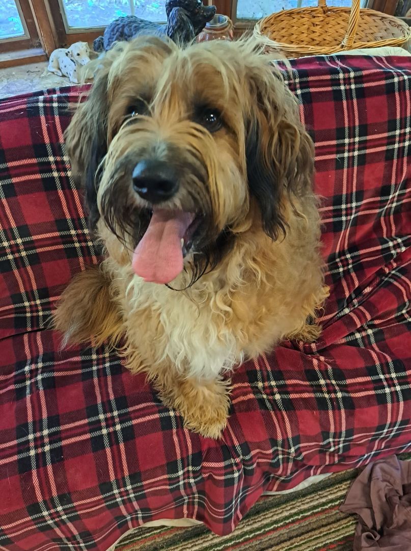 Max, an adoptable Wheaten Terrier in Palgrave, ON, L0N 1P0 | Photo Image 2