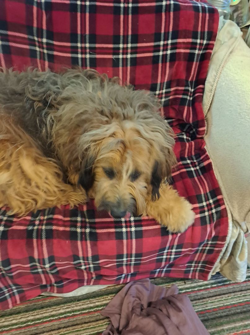 Max, an adoptable Wheaten Terrier in Palgrave, ON, L0N 1P0 | Photo Image 3