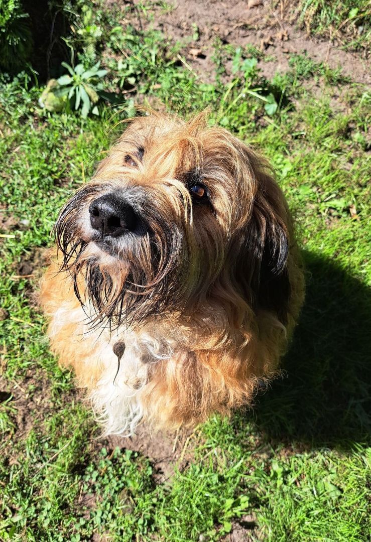 Max, an adoptable Wheaten Terrier in Palgrave, ON, L0N 1P0 | Photo Image 1