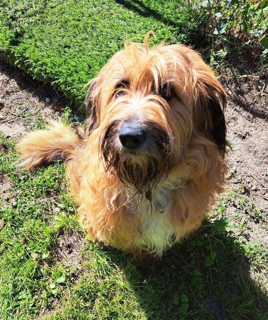 Max, an adoptable Wheaten Terrier in Palgrave, ON, L0N 1P0 | Photo Image 4