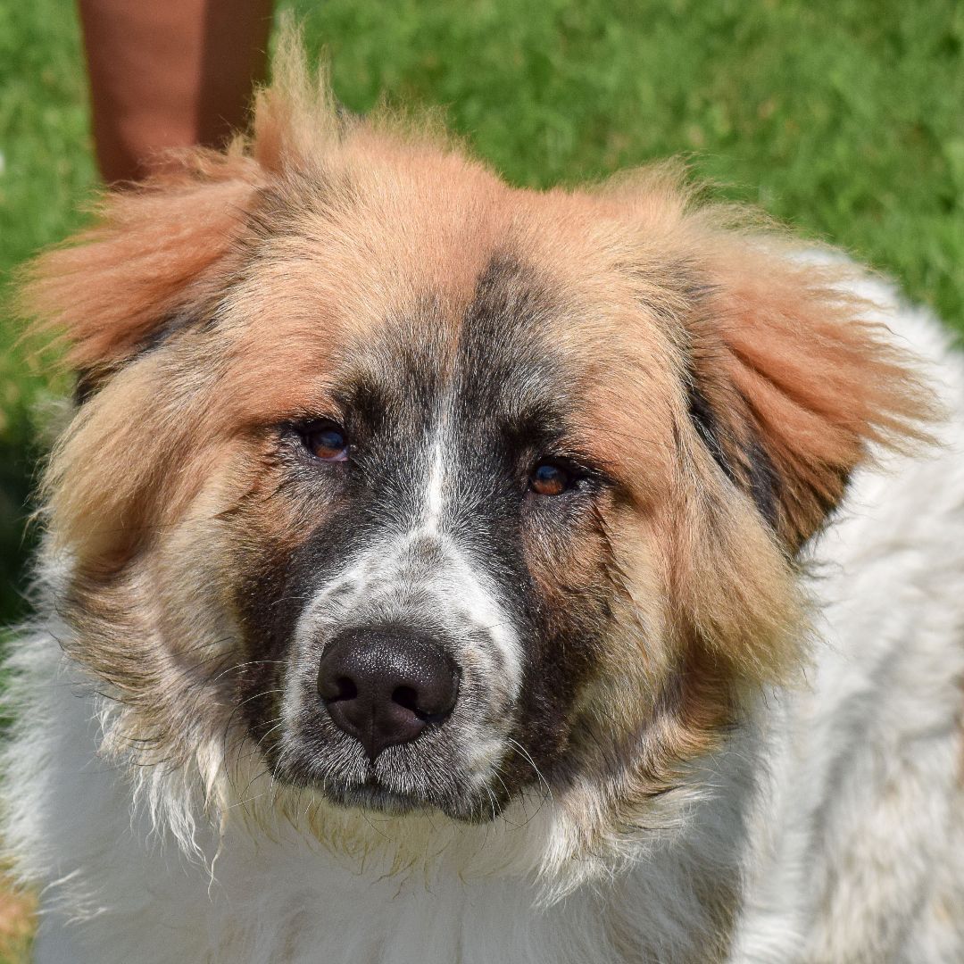 Buddee, an adoptable Saint Bernard, Great Pyrenees in Huntley, IL, 60142 | Photo Image 1