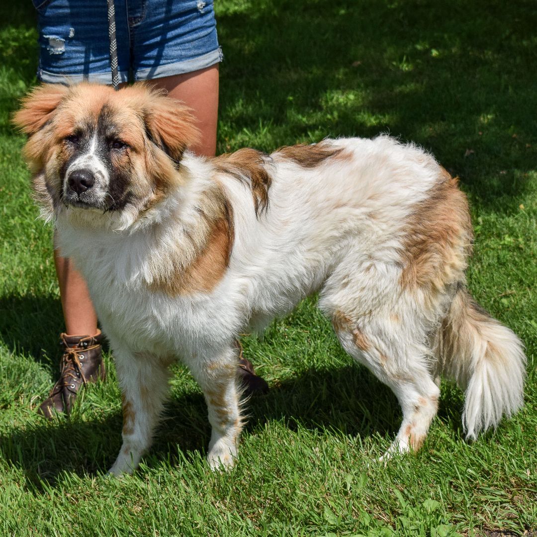 Buddee, an adoptable Saint Bernard, Great Pyrenees in Huntley, IL, 60142 | Photo Image 2