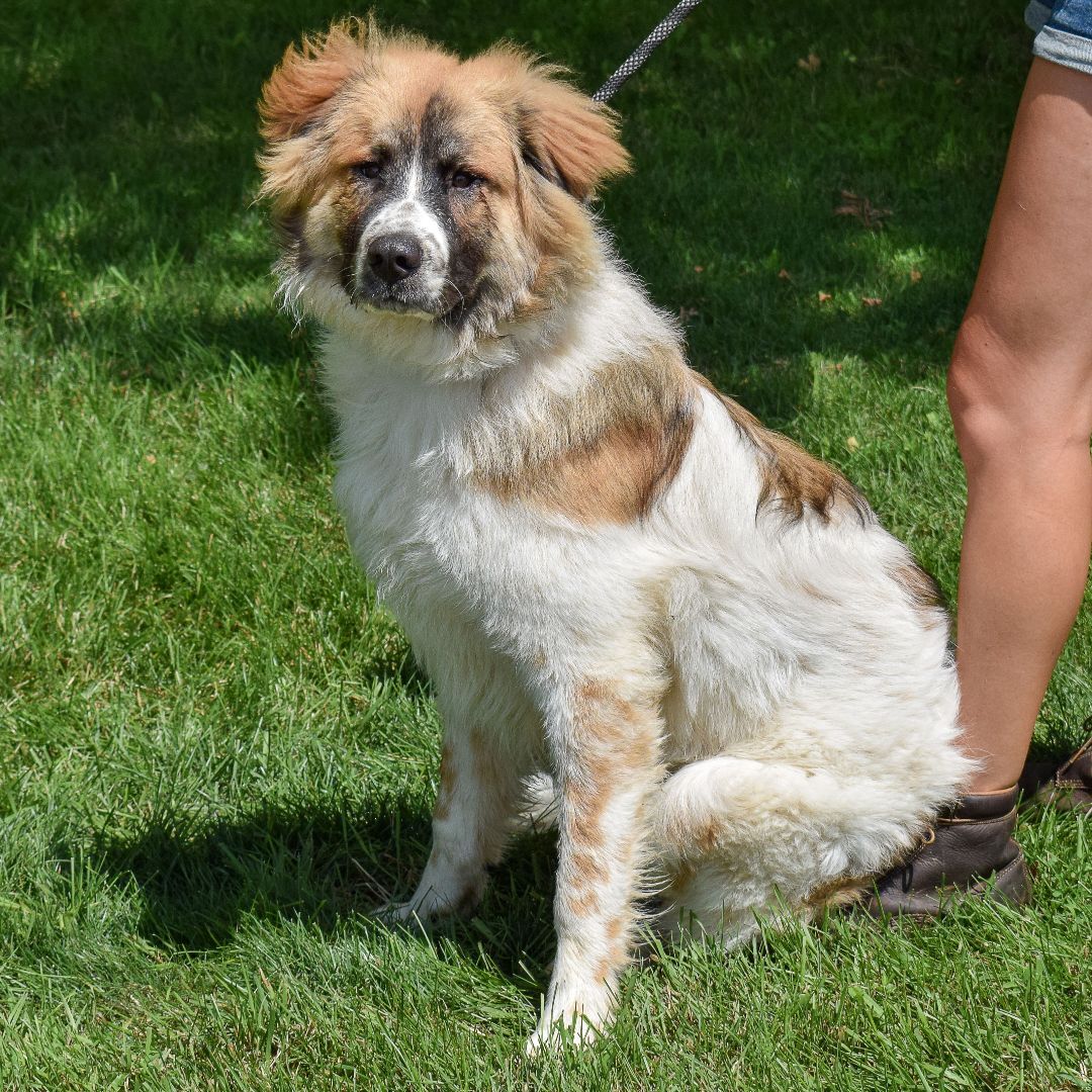 Buddee, an adoptable Saint Bernard, Great Pyrenees in Huntley, IL, 60142 | Photo Image 3