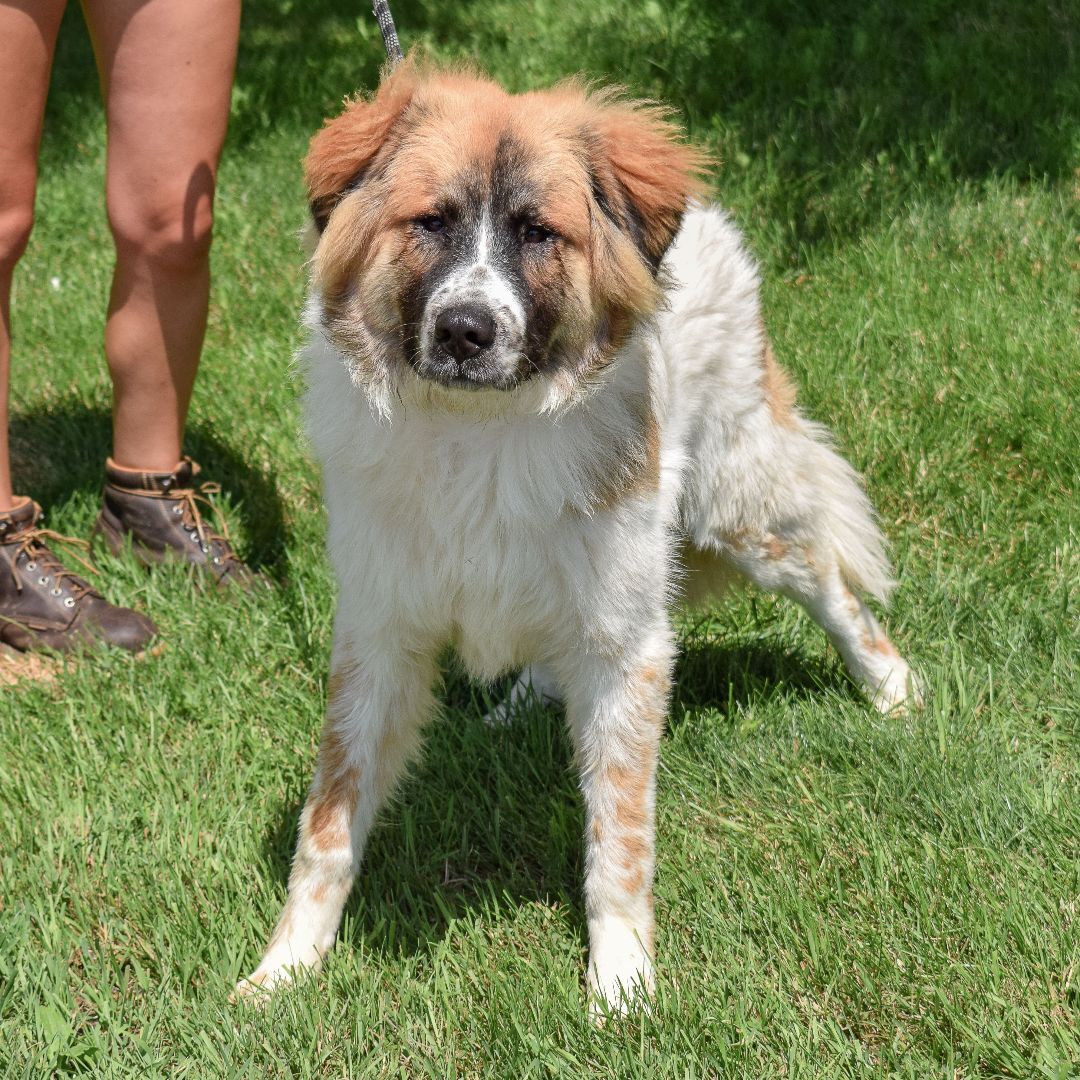 Buddee, an adoptable Saint Bernard, Great Pyrenees in Huntley, IL, 60142 | Photo Image 4