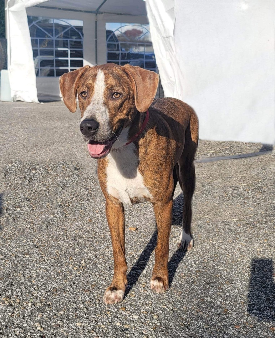 Woody, an adoptable Plott Hound in Mobile, AL, 36685 | Photo Image 5