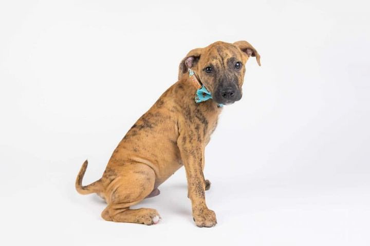 Fisher, an adoptable Pit Bull Terrier Mix in Cypress, TX_image-1
