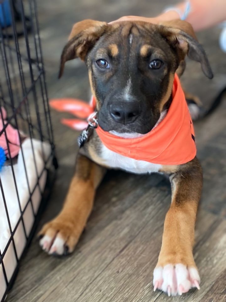 Hendrix, an adoptable Shepherd & Black Mouth Cur Mix in Cypress, TX_image-1