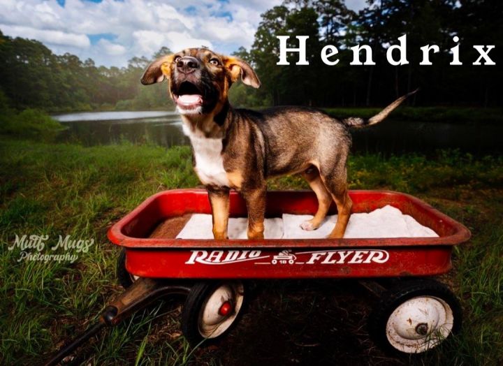 Hendrix, an adopted Shepherd & Black Mouth Cur Mix in Cypress, TX_image-3