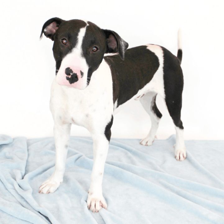 Tugger, an adoptable Pit Bull Terrier Mix in Clovis, CA_image-1