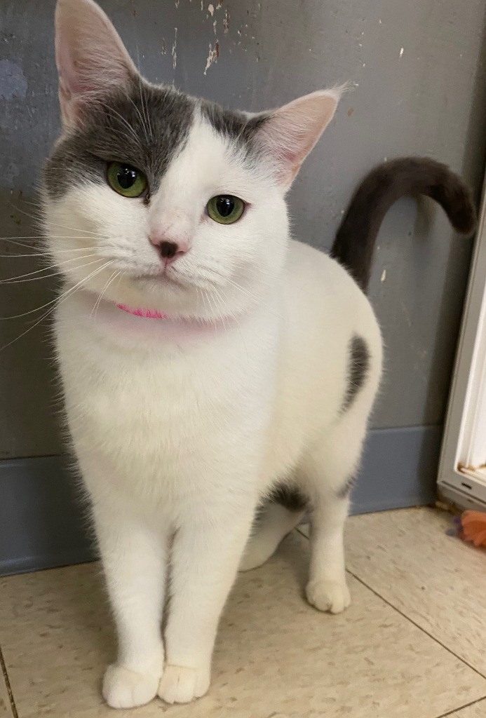 Blair, an adoptable Domestic Short Hair in Lemoore, CA, 93245 | Photo Image 1