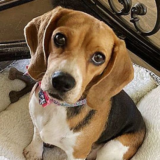 Lainy, an adopted Beagle in Oklahoma City, OK_image-1