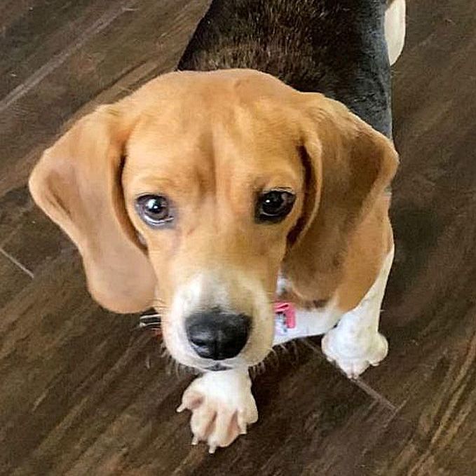 Lainy, an adopted Beagle in Oklahoma City, OK_image-4