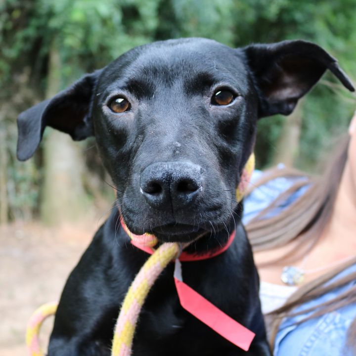 Arizona Diamondback, an adopted Terrier Mix in Gainesville, GA_image-1