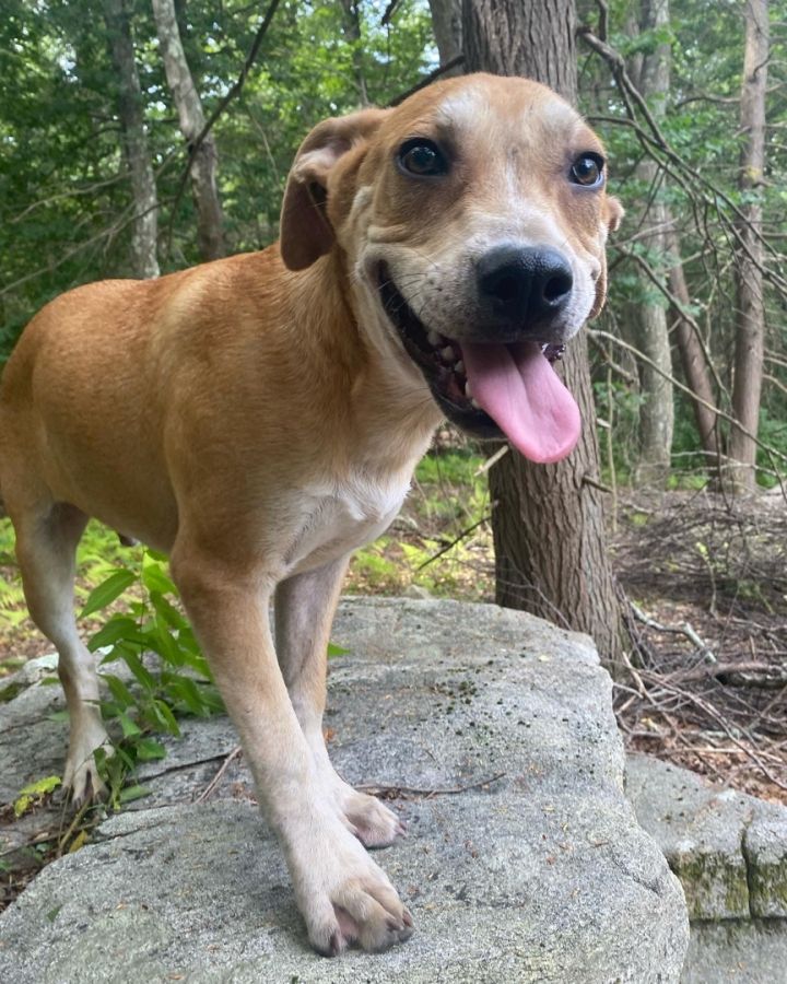 Victor, an adopted Golden Retriever & Pit Bull Terrier Mix in Woodbury, CT_image-1
