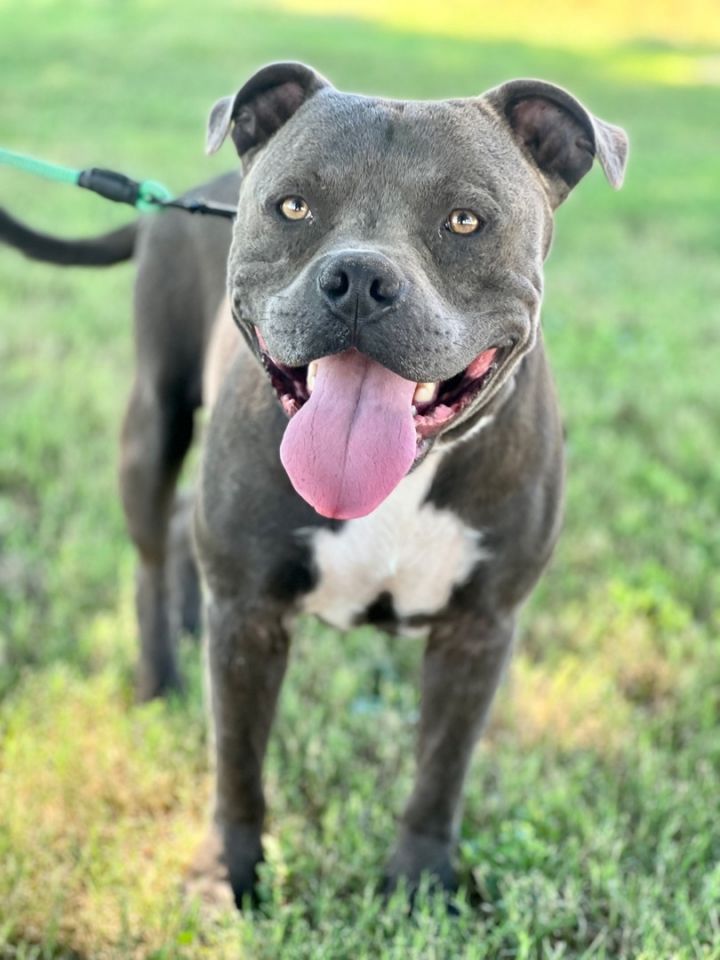Hulk, an adoptable Pit Bull Terrier in Uvalde, TX_image-1