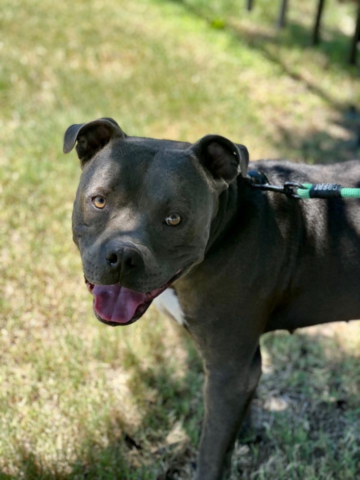 Hulk, an adopted Pit Bull Terrier in Uvalde, TX_image-2