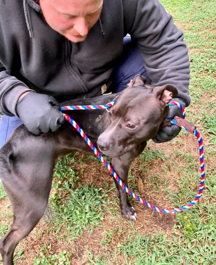 Dog for adoption Jelly Bean (pocket pittie), an American