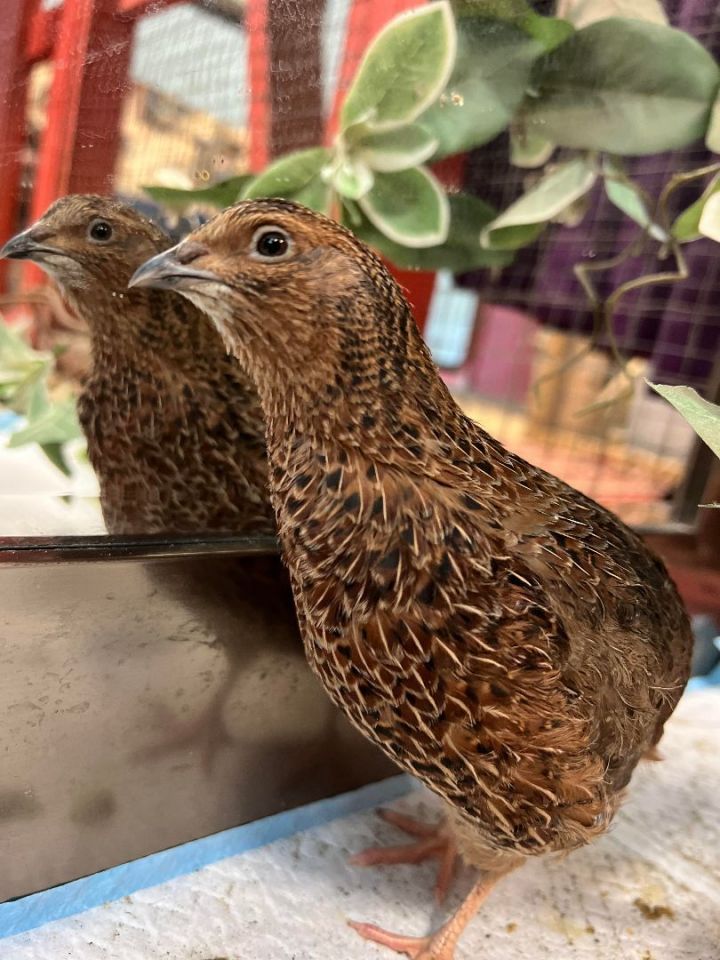 Quail for adoption - Long-Neck Rick, a Quail in Mission, BC