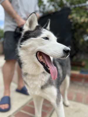 Kissy Snow is a sweet well-behaved 38-pound husky who gets along well with every dog and person she