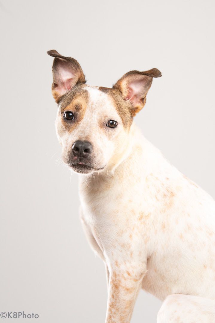 American bulldog deals red heeler mix