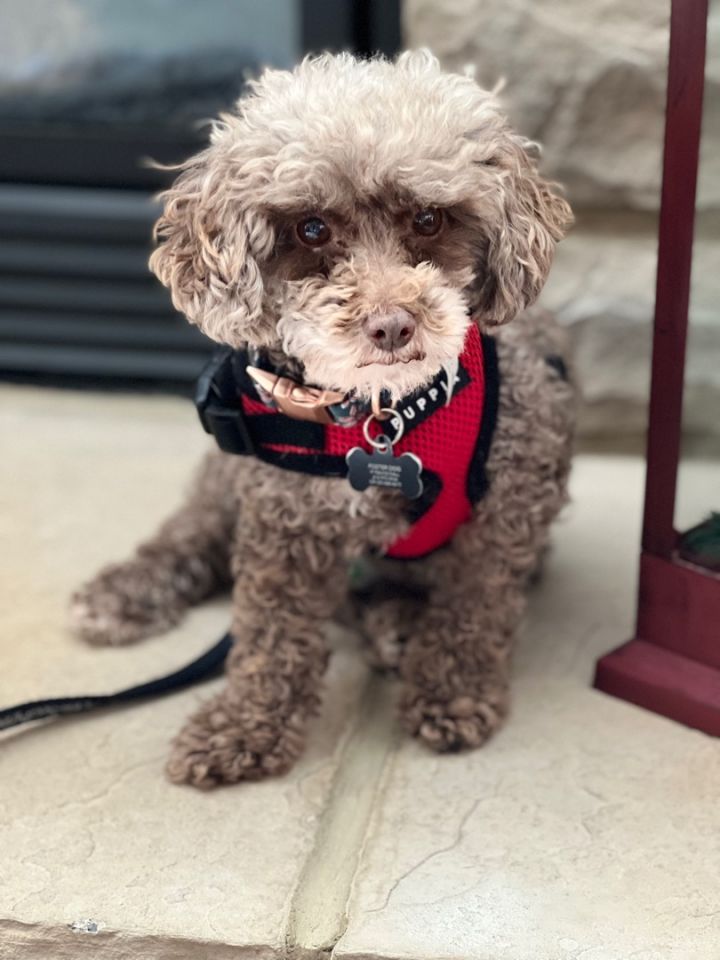 Jolene, an adopted Poodle in Mentor, OH_image-1