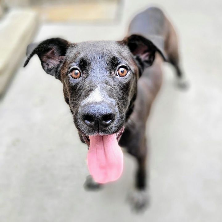 Benny (ADOPTED!), an adopted Border Collie & Shepherd Mix in Chicago, IL_image-2