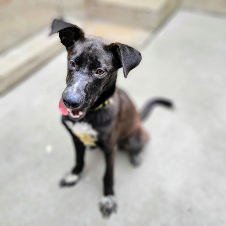 Benny (ADOPTED!), an adopted Border Collie & Shepherd Mix in Chicago, IL_image-4