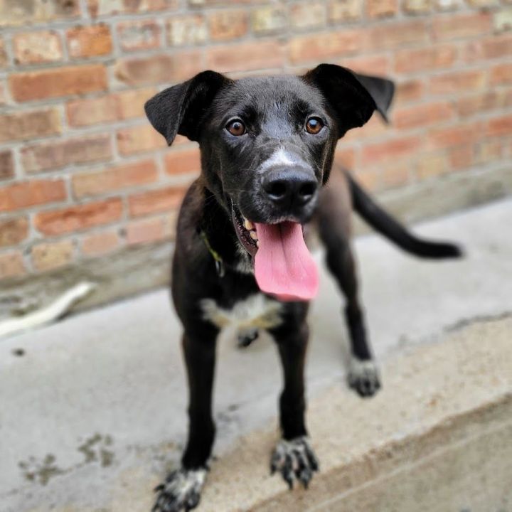 Ben , an adoptable Labrador Retriever & Shepherd Mix in Chicago, IL_image-5