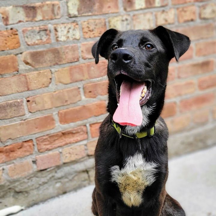 Ben , an adoptable Labrador Retriever & Shepherd Mix in Chicago, IL_image-6