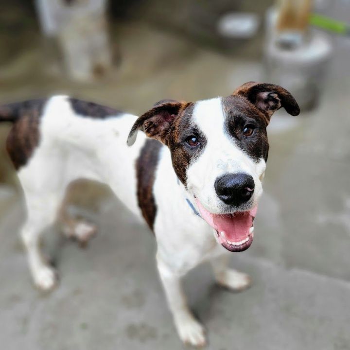 Ryder, an adoptable Hound & Pointer Mix in Chicago, IL_image-1