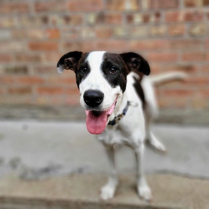 Ryder, an adoptable Hound & Pointer Mix in Chicago, IL_image-2