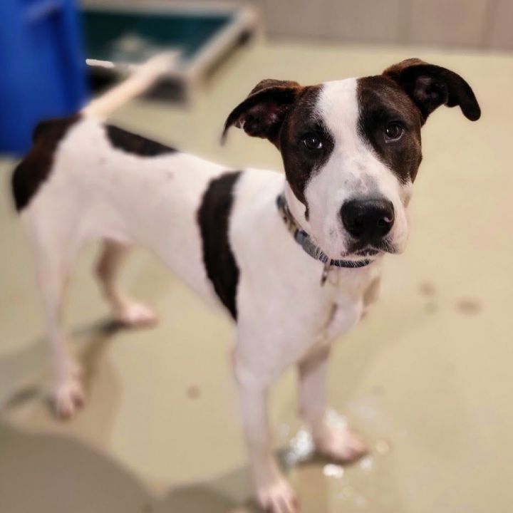 Ryder, an adoptable Hound & Pointer Mix in Chicago, IL_image-5