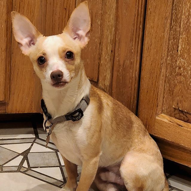 Chihuahua and mini pinscher 2024 mix