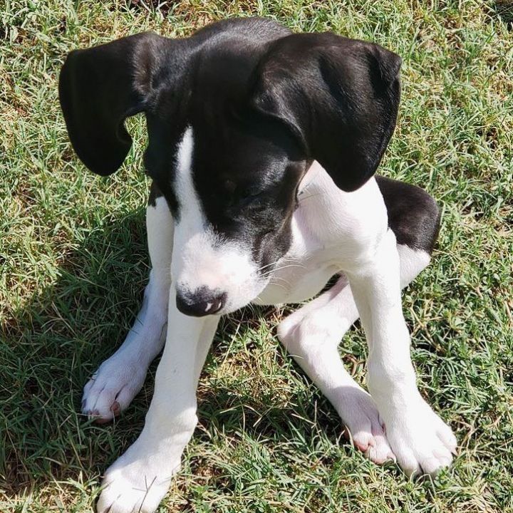 Niles, an adopted Hound Mix in Oklahoma City, OK_image-2