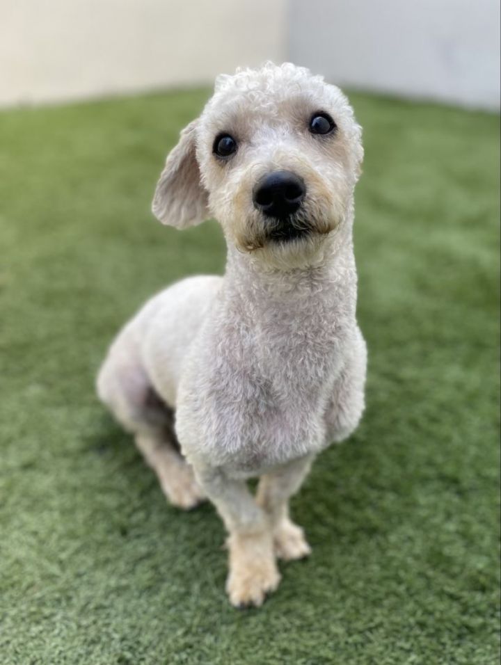 Zumie , an adoptable Poodle & Bichon Frise Mix in Los Alamitos, CA_image-2